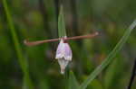 Rosebud orchid